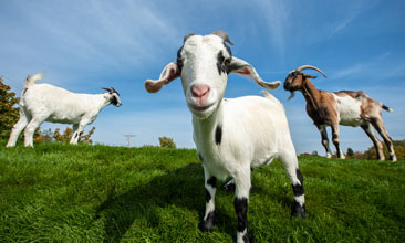 3 goats in Door County